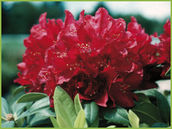 PUISTOALPPIRUUSU HENRY�S RED