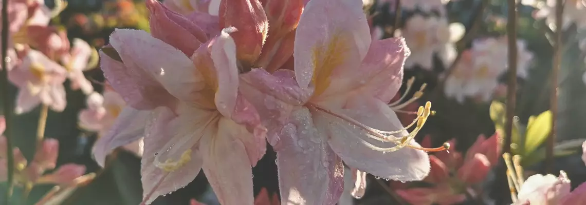 Kaikki pihan kasvit 7