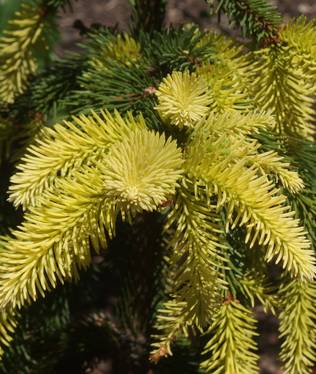 KULTASURUKUUSI HAAPASTEN KULTA - Kuuset - 2079701200000 - 2