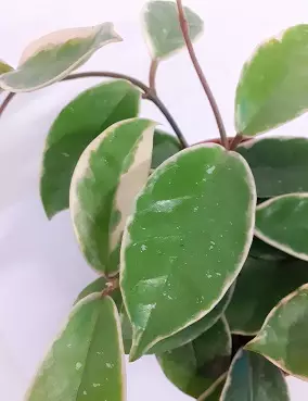 ISOPOSLIINIKUKKA 'KRIMSON QUEEN' - Posliinikukat - 2000013400000 - 2