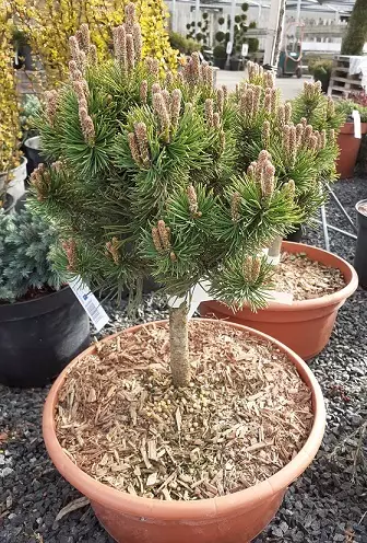 KÄÄPIÖVUORIMÄNTY MINI MOPS - Männyt - 2088789200000 - 1