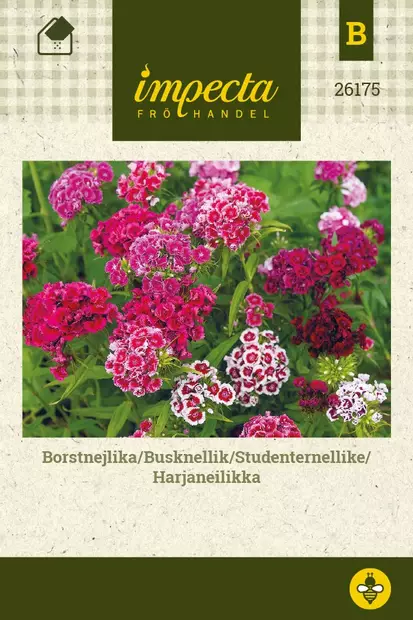 HARJANEILIKKA - Perennojen siemenet - 7332756261750 - 1