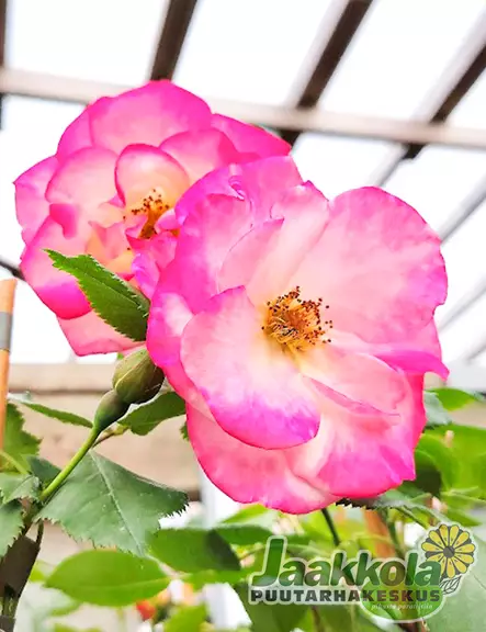 CAMPFIRE RUUSU - Kanadalaiset ruusut - 2029803600000 - 2