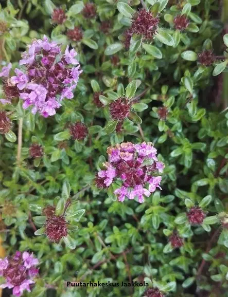 HARMAA-AJURUOHO - Muut perennat - 2030225400000 - 1