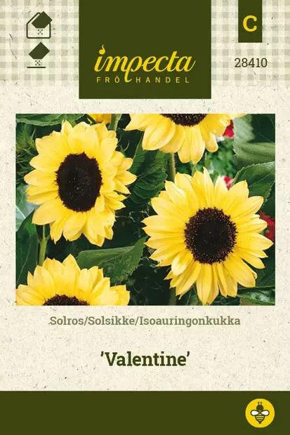 ISOAURINGONKUKKA VALENTINE - Auringonkukan siemenet - 7332756284100 - 1