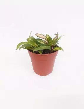 ISOPOSLIINIKUKKA TRICOLOR 12 CM RUUKKU - Posliinikukat - 2002204900010 - 2