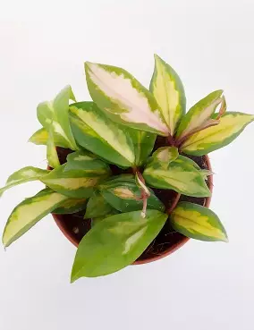 ISOPOSLIINIKUKKA TRICOLOR 12 CM RUUKKU - Posliinikukat - 2002204900010 - 1