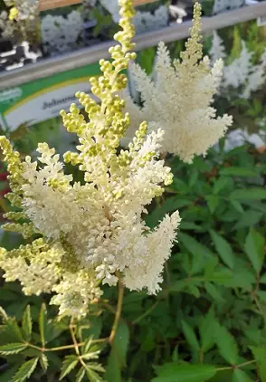 JALOANGERVO WEISSE GLORIA - Jaloangervot - 2034522000000 - 1