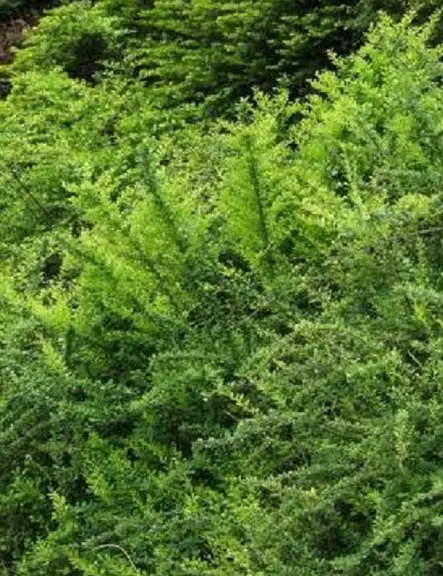 JAPANINHAPPOMARJA - Happomarjat - 2010018200000 - 2