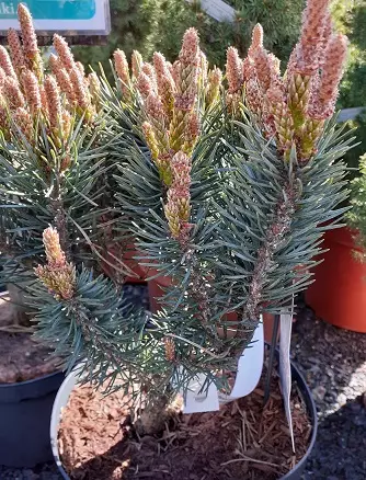 KÄÄPIÖMÄNTY WATERERI C5 - Männyt - 2030840500000 - 1