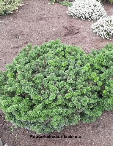 KÄÄPIÖPALSAMIPIHTA - Pihdat - 2042219800000 - 1