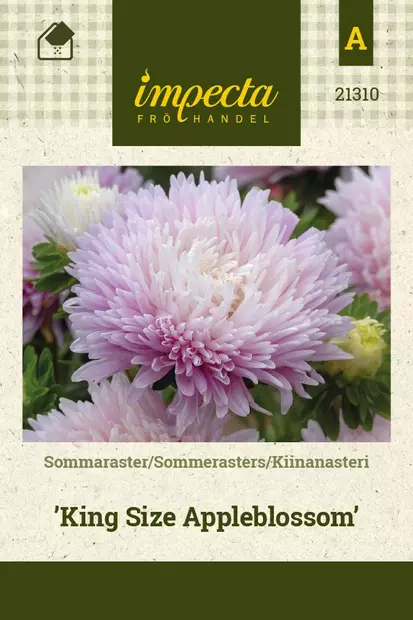 KIINANASTERI KING SIZE APPLEBLOSSOM - Asterin siemenet - 7332756213100 - 1