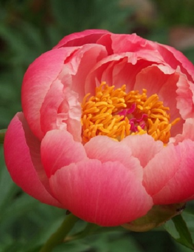 KIINANPIONI CORAL CHARM - Pionit - 2060014500000 - 1