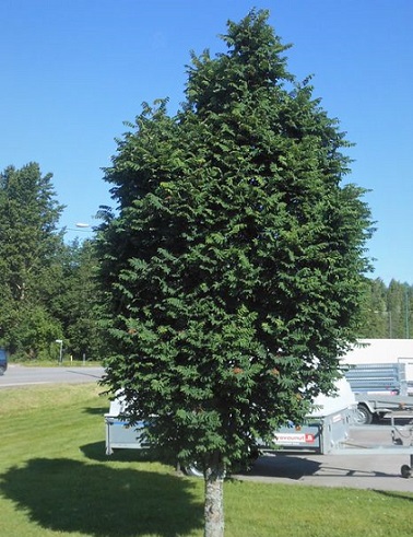 KOMEALIERIÖPIHLAJA - Pihlajat - 2023135400000 - 1