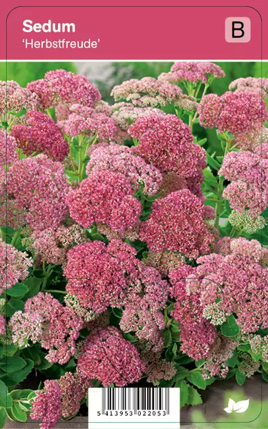 KOMEAMAKSARUOHO HERBSTFREUDE - Maksaruohot - 2034859700000 - 1