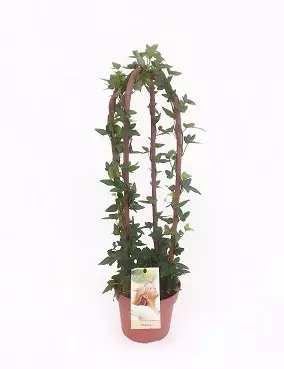 MURATTI KAARI 13 CM RUUKKU - Muut viherkasvit - 2000011000100 - 1