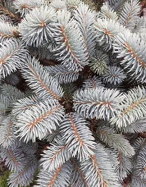 PALLOHOPEAKUUSI - Kuuset - 2014113600000 - 1