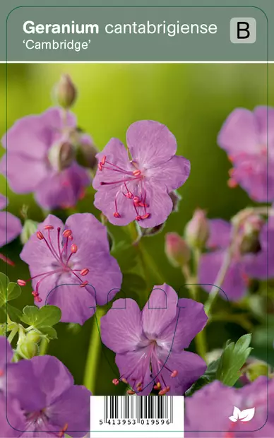 PEITTOKURJENPOLVI CAMBRIDGE - Kurjenpolvet - 2010839700000 - 1