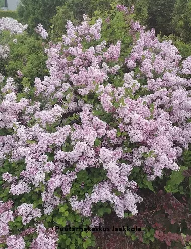 PIKKUSYREENI PALIBIN - Syreenit - 2045262900000 - 1