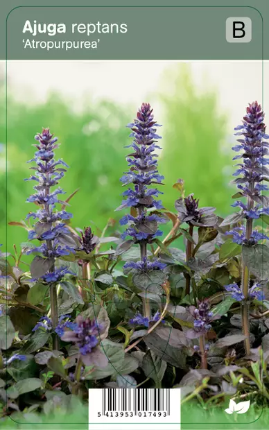 RENTOAKANKAALI ATROPURPUREA - Muut perennat - 2034889400000 - 1