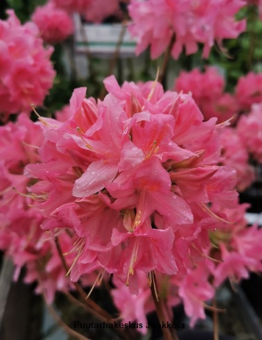 REVONTULIATSALEA ROSY LIGHTS - Atsaleat - 2034512100000 - 1