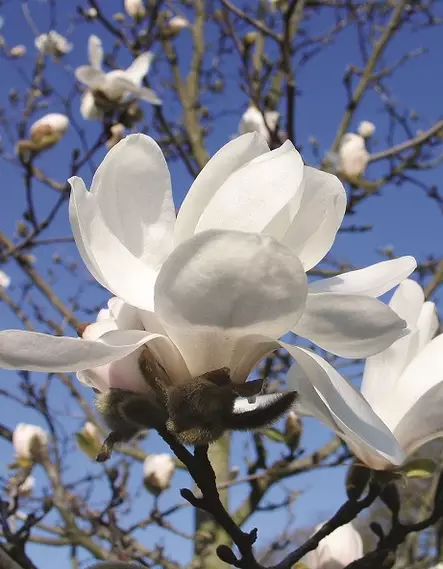 TARHAMAGNOLIA MERRILL - Magnoliat - 2030903100000 - 1