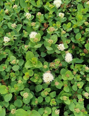 VERHOANGERVO LUMIKKI - Angervot - 2022221700000 - 1