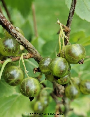 VIHERHERUKKA VILMA - Herukat - 2027310300000 - 1