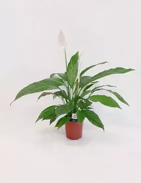 VIIRIVEHKA BINGO CUPIDO - Kukkivat viherkasvit - 2064018300000 - 1