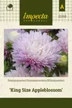 KIINANASTERI KING SIZE APPLEBLOSSOM - Asterin siemenet - 7332756213100 - 1