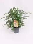 TUOKSUPELARGONI MOSQUITO FIGHTER - Muut viherkasvit - 8712044205120 - 1