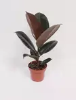 KUMIVIIKUNA ABIDJAN 12 CM RUUKKU - Fiikukset - 8712815204710 - 1