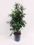LIMOVIIKUNA DANIELLE 21 CM RUUKKU - Fiikukset - 8717645004240 - 1