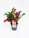 IHMEPENSAS - Muut viherkasvit - 8717191287050 - 2