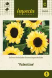 ISOAURINGONKUKKA VALENTINE - Auringonkukan siemenet - 7332756284100 - 1