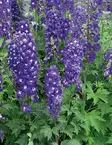 JALORITARINKANNUS MACIG FOUNTAINS DARK BLUE - Muut perennat - 2003602700000 - 1
