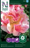 KALIFORNIANTULIUNIKKO ROSA ROMANTICA - Muut kesäkukkien siemenet - 7312600955240 - 1