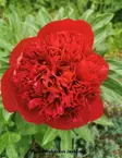 KIINANPIONI RED MAGIC - Pionit - 2042188500000 - 1