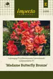 LEIJONANKITA MADAME BUTTERFLY BRONZE - Muut kesäkukkien siemenet - 7332756210550 - 1