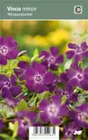 PIKKUTALVIO ATROPURPUREA - Muut perennat - 2030228300000 - 1