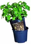 PotatoPot PERUNANVILJELYRUUKKU - Muoviruukut - 5700002064400 - 1
