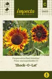 PUNA-AURINGONKUKKA SHOCK-O-LAT - Auringonkukan siemenet - 7332756284230 - 1