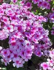 SYYSLEIMU EARLY LAVENDER POP - Leimut - 2002728700000 - 1