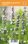 TÄHKÄLAVENTELI EDELWEISS - Muut perennat - 2034720000000 - 1