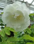 TARHAKURTTURUUSU MARIE BUGNET - Pensasruusut - 2034829000000 - 1