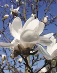 TARHAMAGNOLIA MERRILL - Magnoliat - 2030903100000 - 1