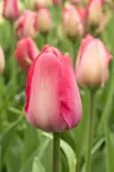 TULPPAANI VAN EIJK 6 KPL/PSS - Tulppaanin sipulit - 8711148313830 - 1