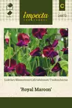 TUOKSUHERNE ROYAL MAROON - Muut kesäkukkien siemenet - 7332756248720 - 1