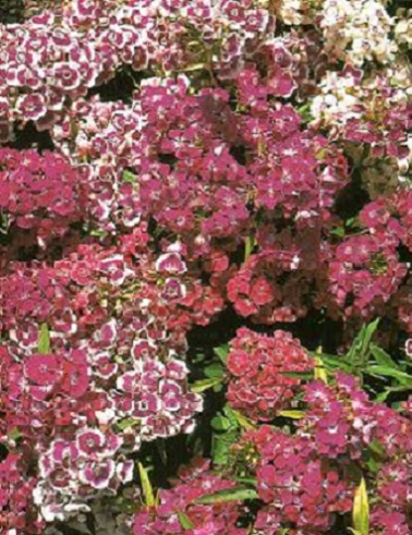 HARJANEILIKKA - Muut perennat - 2010101500000 - 1