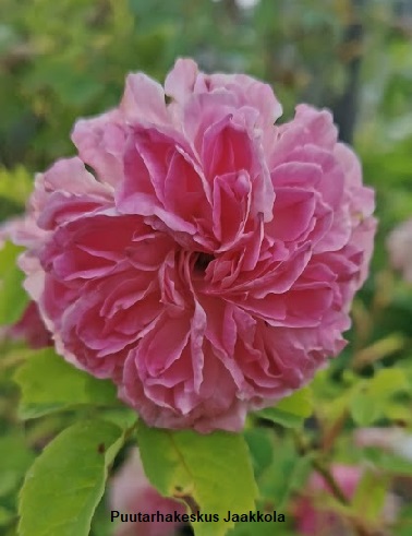 KESÄDAMASKONRUUSU TÄHTITORNINKATU - Pensasruusut - 2001739000000 - 1